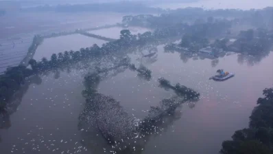 প্রতিদিন বিকেল থেকে সন্ধ্যা পর্যন্ত ঝাঁকে ঝাঁকে পাখিরা আসতে থাকে/সংগৃহীত