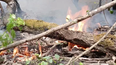 সুন্দরবনের আগুন নিয়ন্ত্রণে/ঢাকা ট্রিবিউন