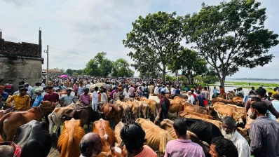 নেত্রকোনা জেলার আটপাড়া উপজেলার একটি পশুর হাট। ছবিটি গত ৩ জুন তোলা/ঢাকা ট্রিবিউন