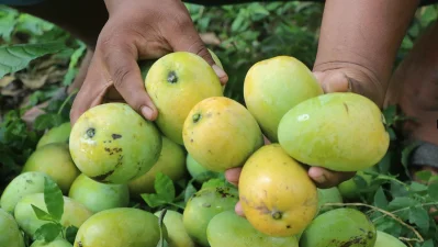 রাজশাহীর আম