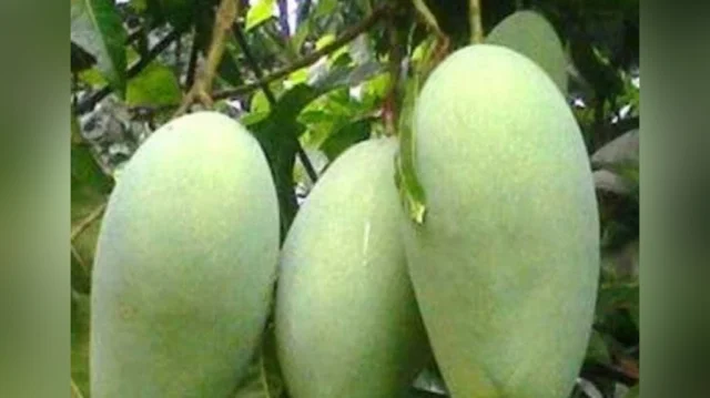 Fazli Mango (10 kg)