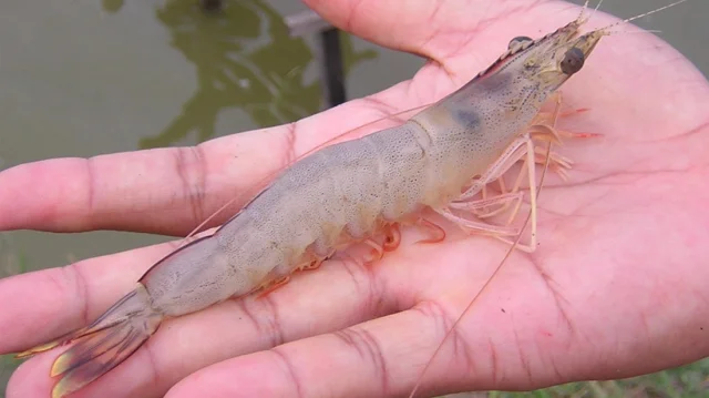 লাভজনক হলেও বাড়েনি ভেনামি চিংড়ির চাষ