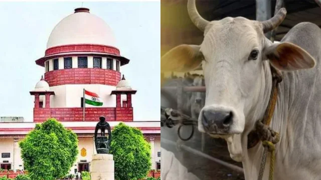 গরু জবাইয়ে হাইকোর্টের নিষেধাজ্ঞা নিয়ে যা বললো ভারতের সুপ্রিম কোর্ট